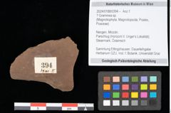 Foto (Objekt + Etikett) von Graminea ? sp.  (NHMW-GEO-2024-0188-0394)